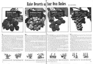 Better Homes & Gardens February 1944 Magazine Article: Raise Desserts on Your Own Bushes