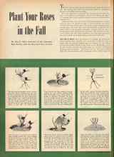 Better Homes & Gardens October 1944 Magazine Article: Plant Your Roses in the Fall
