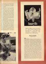 Better Homes & Gardens November 1944 Magazine Article: Amaryllis
