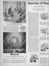 Better Homes & Gardens November 1944 Magazine Article: Green Celery All Winter