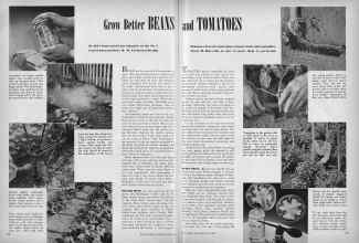 Better Homes & Gardens May 1945 Magazine Article: Grow Better BEANS and TOMATOES
