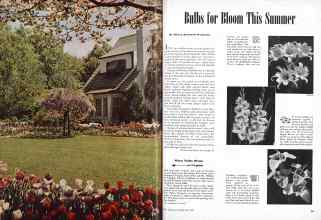Better Homes & Gardens May 1945 Magazine Article: Bulbs for Bloom This Summer