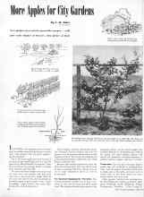 Better Homes & Gardens June 1945 Magazine Article: More Apples for City Gardens