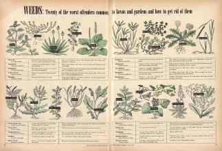 Better Homes & Gardens June 1945 Magazine Article: The Men Come Out of It in the Garden