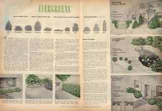 Better Homes & Gardens September 1945 Magazine Article: EVERGREENS