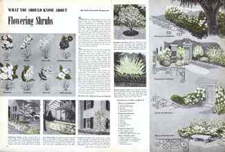 Better Homes & Gardens October 1945 Magazine Article: WHAT YOU SHOULD KNOW ABOUT Flowering Shrubs