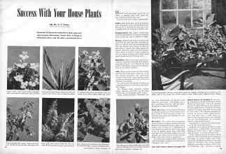 Better Homes & Gardens November 1945 Magazine Article: Success With Your House Plants