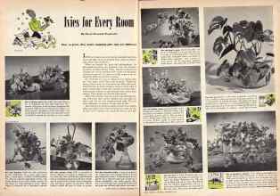 Better Homes & Gardens December 1945 Magazine Article: Ivies for Every Room