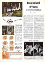 Better Homes & Gardens January 1946 Magazine Article: Protection Found for Azaleas