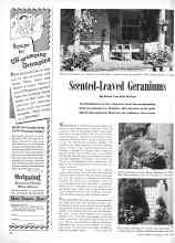 Better Homes & Gardens April 1946 Magazine Article: Scented-Leaved Geraniums