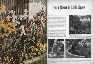 Better Homes & Gardens April 1946 Magazine Article: Much Bloom in Little Space