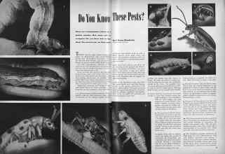 Better Homes & Gardens April 1946 Magazine Article: Do You Know These Pests?