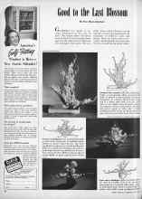 Better Homes & Gardens July 1946 Magazine Article: Good to the Last Blossom