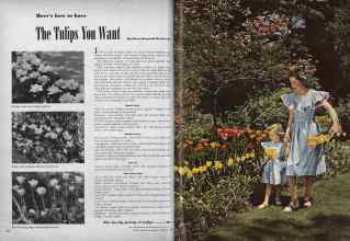Better Homes & Gardens October 1946 Magazine Article: The Tulips You Want