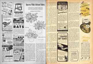 Better Homes & Gardens December 1946 Magazine Article: Success With African-Violets