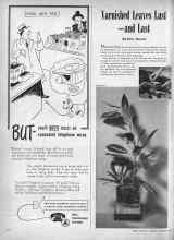 Better Homes & Gardens February 1947 Magazine Article: Varnished Leaves Last--and Last