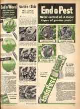 Better Homes & Gardens May 1947 Magazine Article: How to Pick Strawberries