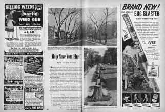 Better Homes & Gardens June 1947 Magazine Article: Help Save tour Elms!