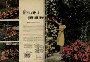 Better Homes & Gardens February 1948 Magazine Article: Fifteen ways to grow your roses