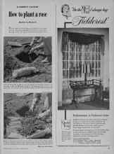 Better Homes & Gardens March 1948 Magazine Article: How to plant a rose