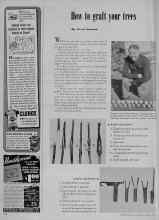 Better Homes & Gardens March 1948 Magazine Article: How to graft four trees