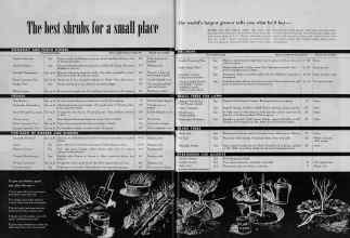 Better Homes & Gardens March 1948 Magazine Article: The best shrubs for a small place