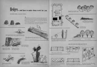 Better Homes & Gardens March 1948 Magazine Article: Hedges--and how to make them work for you