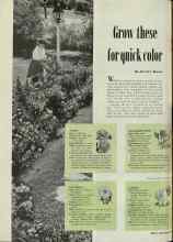 Better Homes & Gardens May 1948 Magazine Article: Grow these for quick color