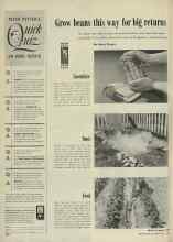 Better Homes & Gardens May 1948 Magazine Article: Grow beans this way for big returns