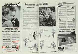 Better Homes & Gardens May 1948 Magazine Article: What you should know about daffodils
