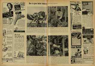 Better Homes & Gardens May 1948 Magazine Article: Page 286