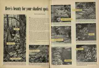 Better Homes & Gardens July 1948 Magazine Article: Here's beauty for your shadiest spots