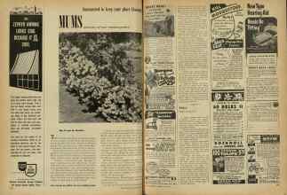 Better Homes & Gardens July 1948 Magazine Article: MUMS mainstay of your autumn garden
