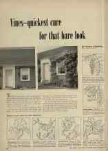 Better Homes & Gardens August 1948 Magazine Article: Vines--quickest cure for that bare look