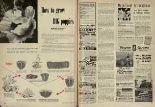 Better Homes & Gardens August 1948 Magazine Article: How to grow BIG poppies