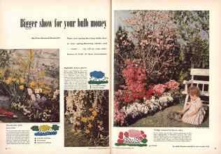 Better Homes & Gardens September 1948 Magazine Article: Bigger show for your bulb money