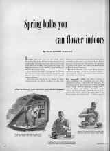 Better Homes & Gardens November 1948 Magazine Article: Spring bulbs you can flower indoors