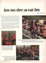 Better Homes & Gardens February 1949 Magazine Article: Grow roses where you want them
