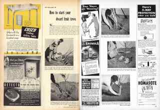 Better Homes & Gardens February 1949 Magazine Article: How to start your dwarf fruit trees