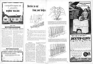 Better Homes & Gardens February 1949 Magazine Article: Berries to eat from your hedges