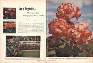Better Homes & Gardens March 1949 Magazine Article: Grow begonias