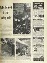 Better Homes & Gardens April 1949 Magazine Article: Make the most of your spring bulbs