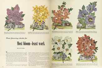 Better Homes & Gardens April 1949 Magazine Article: Plant flowering shrubs for Most bloom--least work