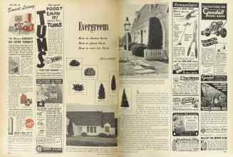 Better Homes & Gardens April 1949 Magazine Article: Evergreens