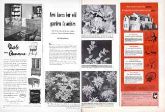 Better Homes & Gardens May 1949 Magazine Article: New faces for old garden favorites