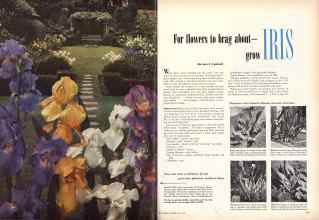 Better Homes & Gardens May 1949 Magazine Article: For flowers to brag about--grow IRIS