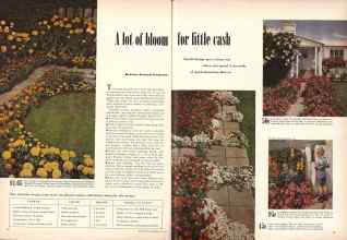 Better Homes & Gardens May 1949 Magazine Article: A lot of bloom for little cash