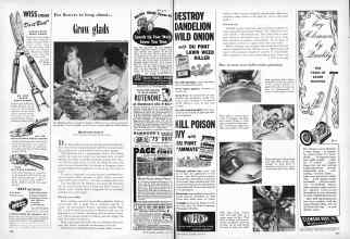 Better Homes & Gardens May 1949 Magazine Article: For flowers to brag about--Grow glads