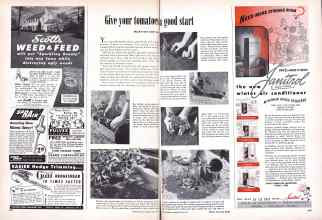 Better Homes & Gardens May 1949 Magazine Article: Give your tomatoes a good start