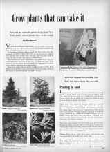Better Homes & Gardens June 1949 Magazine Article: Planting in sand